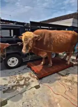 sapi limosin 1 ton UP siap sapi qurban terbesar premium 3 tahunan puas