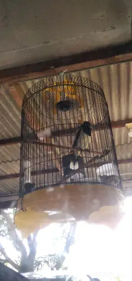 Burung jagal papua