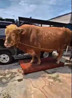 sapi qurban limosin 1 ton UP siap sapi qurban premium 2025 jamin puas
