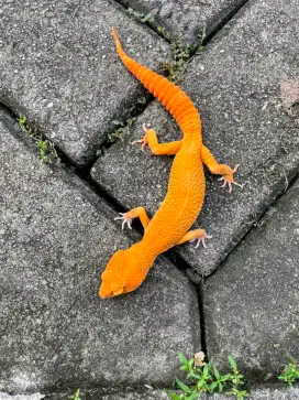 Gecko Sunglow Tomato Male