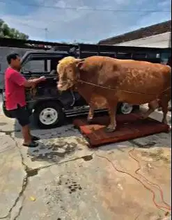 sapi qurban 1 ton UP siap sapi qurban presiden jamin ok timbang hidup