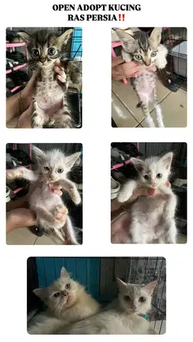 OPEN ADOPT KUCING RAS PERSIA