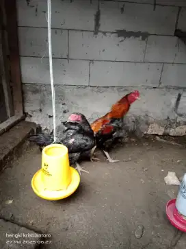 Ayam Bangkok Indukan