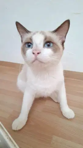 Adopsi Kucing Ragdoll mix Himalaya