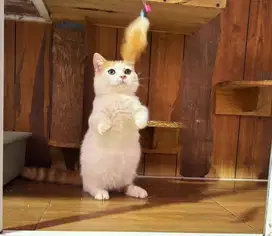 Kucing kitten munchkin BSH mix jantan
