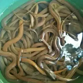 Jual ikan segar Nila,mujair,gurame,patin dll