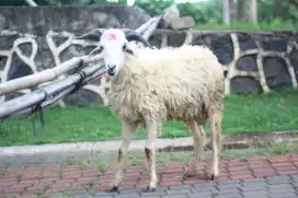 Jual hewan kurban murah domba & kambing
