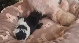 Indukan dan 3 anak poodle