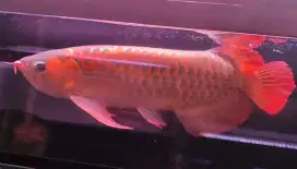 Arwana Super Red 50cm up
