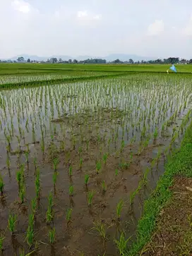 Jual Sawah Subur