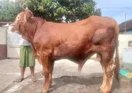 HEWAN SAPI QURBAN MURAH SUDAH POEL