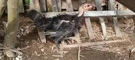 Anakan Ayam walik
