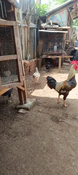 Ayam kampung besar dan anakan
