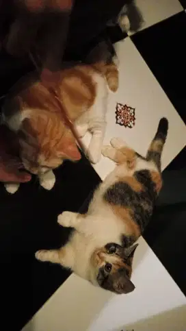 Adopsi munchkin kucing cebol murah