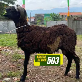 JUAL DOMBA QURBAN TERBARU 2025