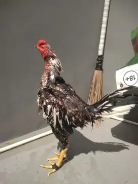 Ayam bangkok muda brumbun