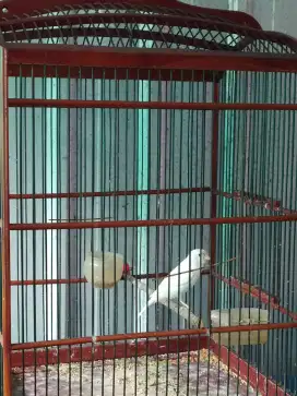 kenari paud putih ngeriwik