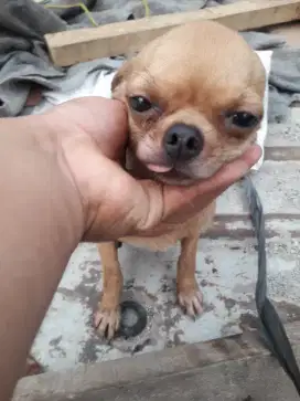 Jual Anjing Chihuahua Ras Apple Head.