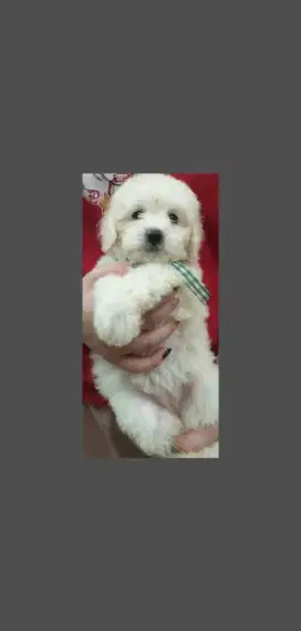 Light Apricot Poodle Puppies