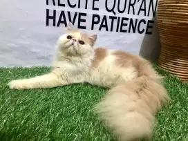 Kucing Persia peaknose jantan 6 bulan