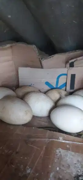 Telor calang soang (gagal menetas)