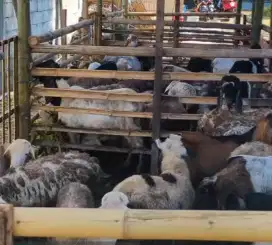 HEWAN KURBAN SAPI 12JUTA