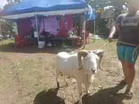 Jual hewan kurban murah domba & kambing