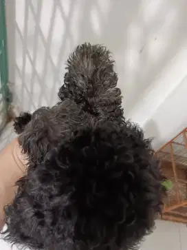 Anjing poodle silver