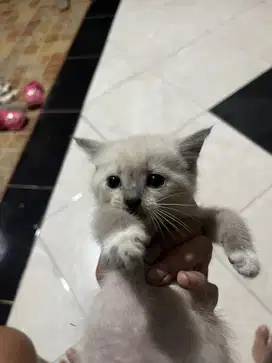kucing persia himalaya