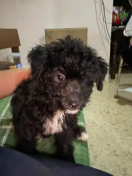Anak anjing poodle mix pom