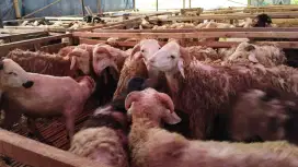 Jual Domba Kurban Sehat & Siap Potong – Harga Terbaik, Bisa Nego!