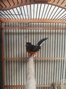 Burung Murai batu medan (Bahorok)