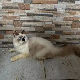 Kucing kitten hima x ragdoll