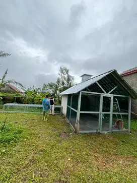 Merawat Ayam Kampung