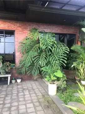 Disewakan Rumah Asri View Sawah