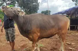 sapi bali super 360kiloan 2 tahunan cukup umur siap kurban 2025 manteb