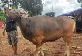 sapi bali super 360kiloanUP siap hewan kurban terbaik 2025 jamin puas