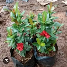Tanaman Soka india