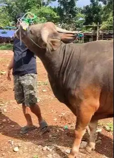 sapi bali superan 360kiloan siap hewan kurban terbaik 2025 rawatan top