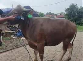 sapi bali super 360kiloan siap sapi qurban terbaik 2025 jamin manteb