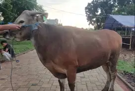 sapi bali superan 360kiloan siap sapi qurban terbaik 2025 jamin manteb
