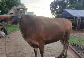 sapi bali super 360kiloan siap sapi qurban terbaik 2025 jamin manteb