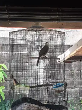 Burung trucuk+sangkar