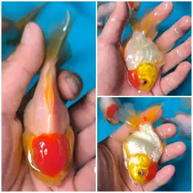 Ikan Koki Oranda Red Cup