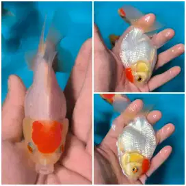 Ikan Koki Oranda Red Cup