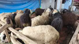 DOMBA KURBAN, NEGO 100% GARANSI