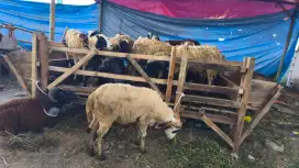 DOMBA KURBAN 2 JUTAAN, NEGO 100% GARANSI