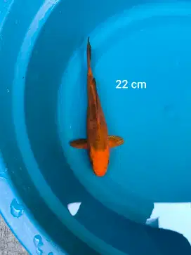 Ikan Koi Karamel