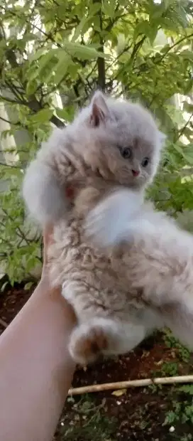 Kitten British short hair 1 bulan 2 minggu