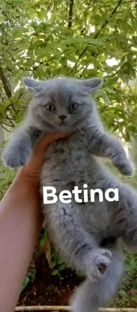 Kitten British short hair 1 bulan 2 Minggu